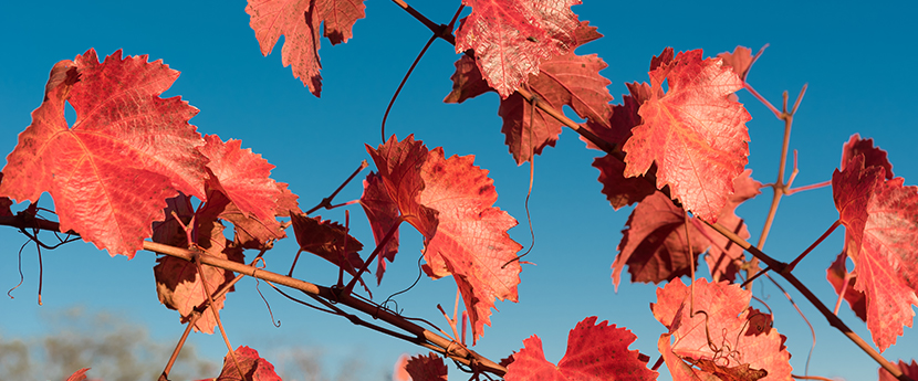 Rotes Weinlaub